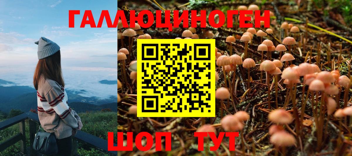 Псилоцибиновые грибы MAGIC MUSHROOMS  Вход с VPN  Гусиноозёрск 